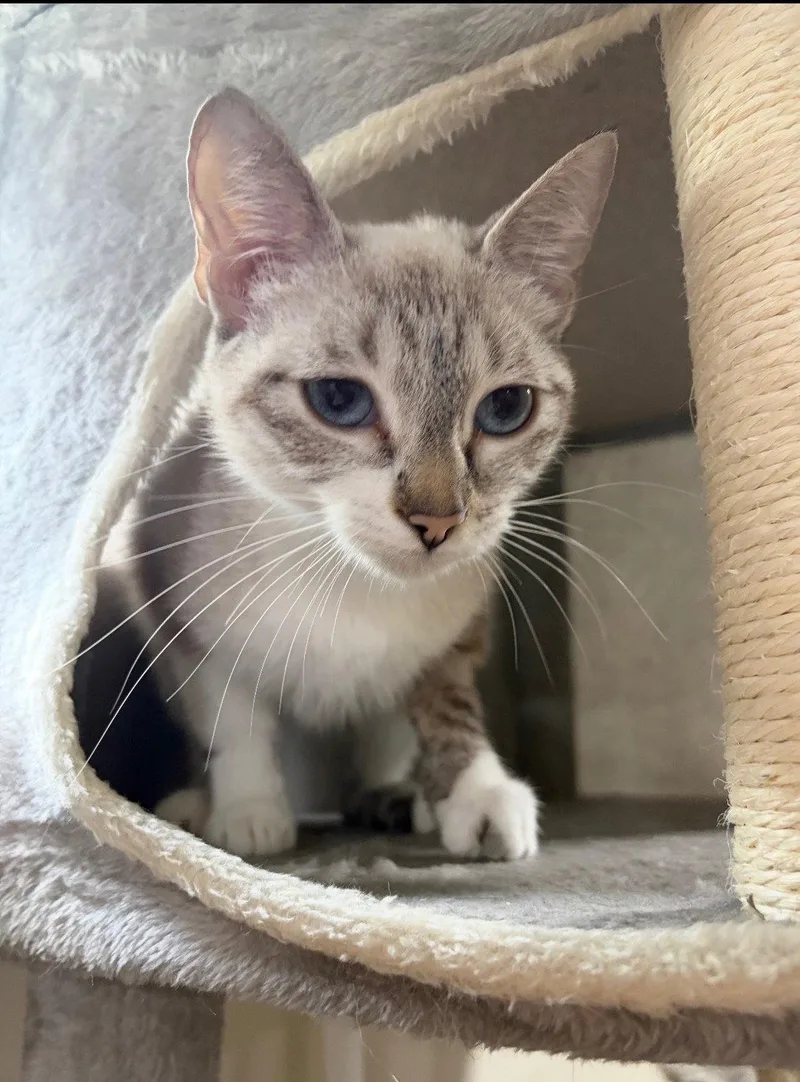 A baby medium-sized female Siamese cat named Cinderella for adoption in Harrisburg, PA