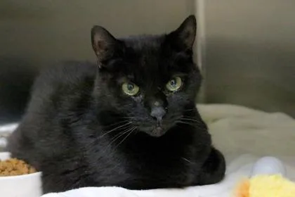 An adult large-sized male Domestic Short Hair cat named Koalie for adoption in Brunswick, GA