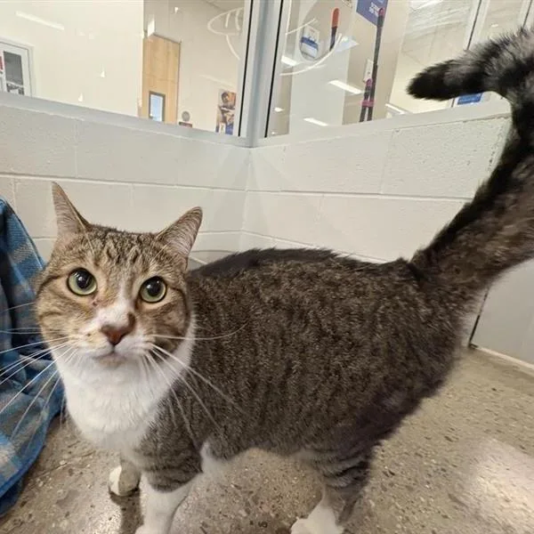 An adult large-sized female Domestic Short Hair cat named Grand Slamwich for adoption in Phoenix, AZ