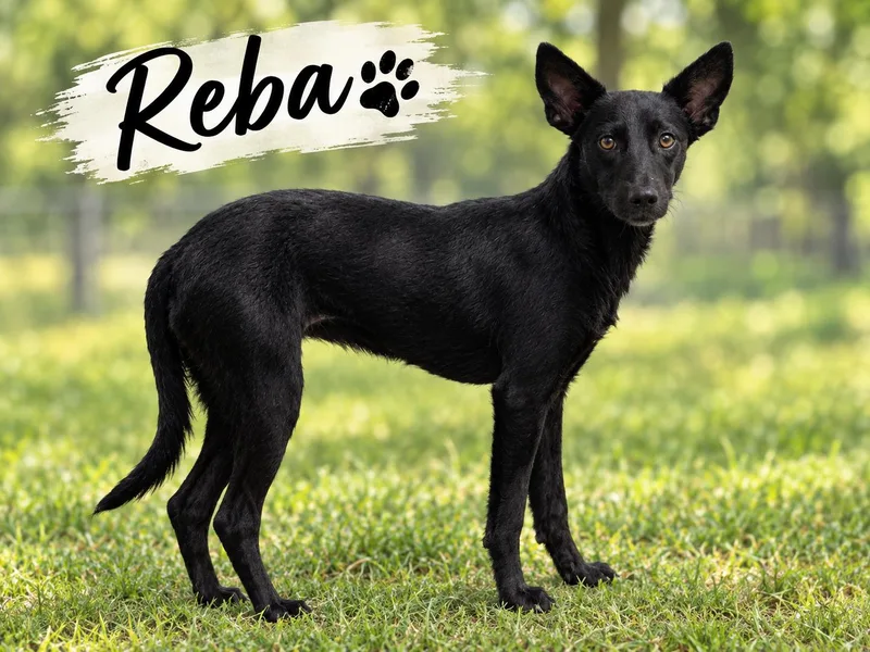 A young small-sized female Terrier dog named Reba for adoption in Kenedy, TX
