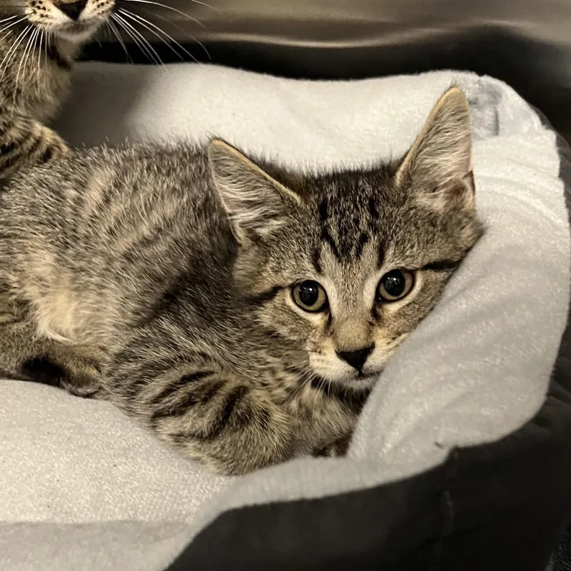 A baby small-sized male Brown / Chocolate Domestic Short Hair cat named Tommy for adoption in Hinsdale, IL