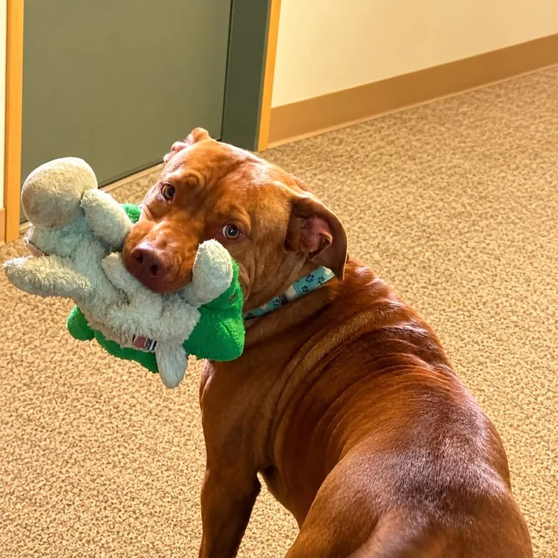 An adult medium-sized female Golden Pit Bull Terrier dog named Skylar for adoption in Long Beach, WA