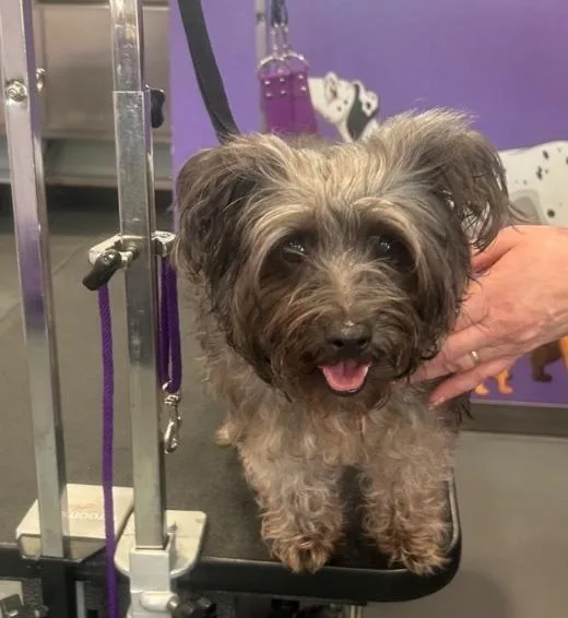 Precious thumbnail 2