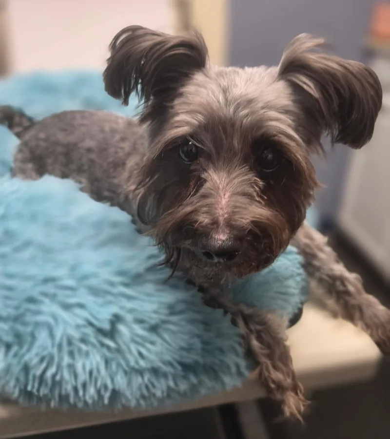 Precious thumbnail 3