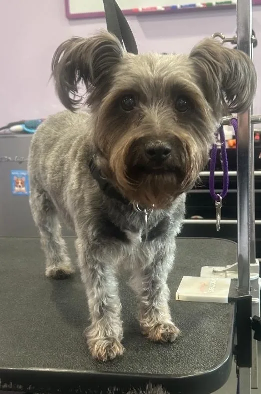 Precious thumbnail 4