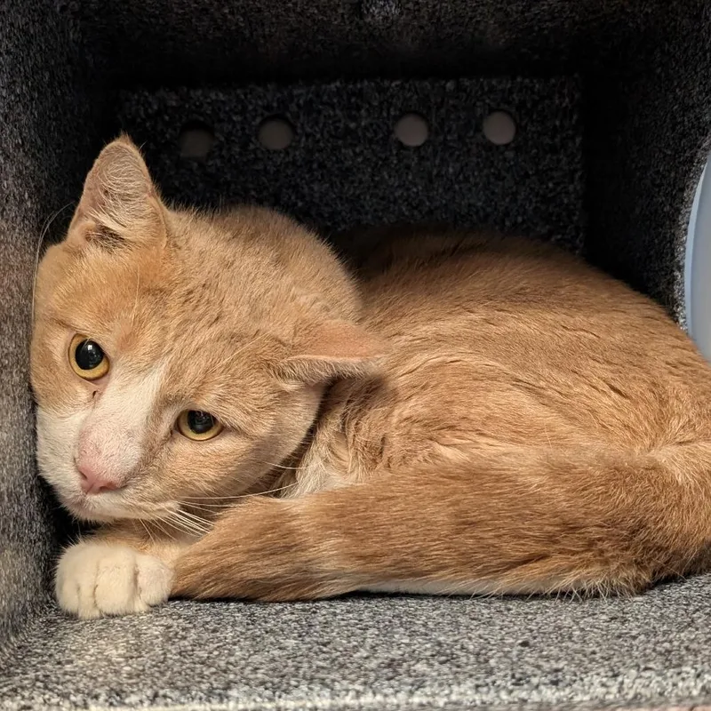 An adult large-sized male Buff / Tan / Fawn Domestic Short Hair cat named Chicken for adoption in Birdsboro, PA