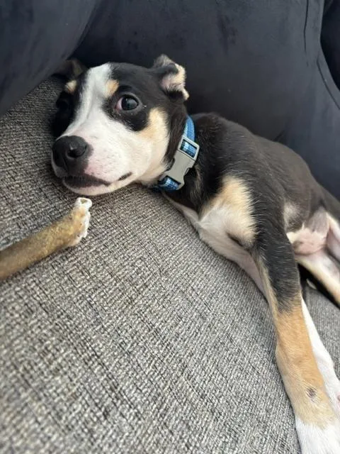 A baby medium-sized female Terrier dog named Susan for adoption in Manhattan, NY