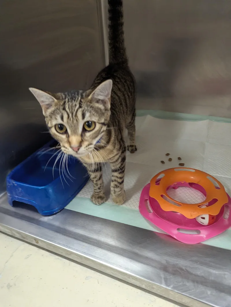 A young small-sized female Tabby (Buff / Tan / Fawn) Domestic Short Hair cat named Bridget for adoption in Rocky Mount, NC