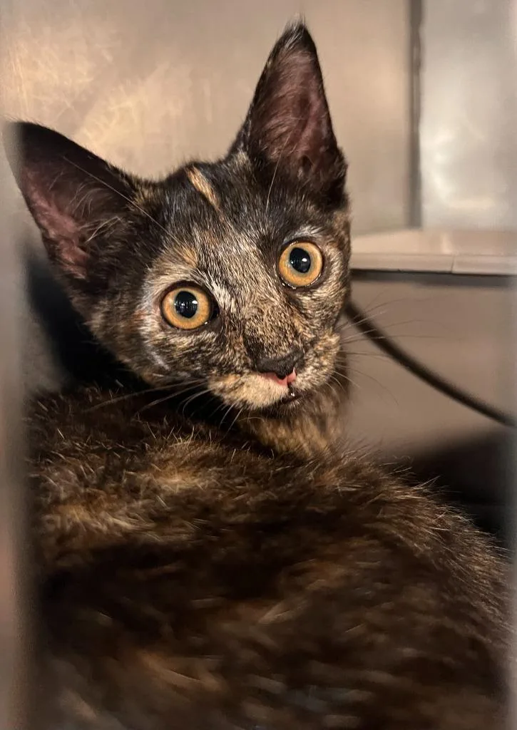 A young medium-sized female Domestic Short Hair cat named Cocoa for adoption in Huntington, IN
