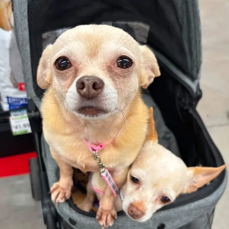 Zoey & Flo