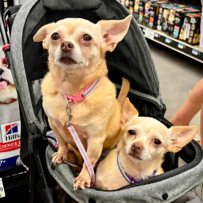 Zoey & Flo thumbnail 4