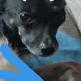 An adult small-sized female Black Miniature Pinscher dog named Holly for adoption in Tacoma, WA