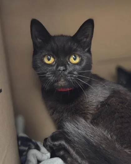 A baby small-sized female Domestic Short Hair cat named Quebec for adoption in Westland, MI
