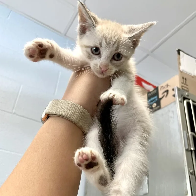 A baby small-sized female Gray / Blue / Silver Domestic Short Hair cat named Ilium for adoption in Carencro, LA