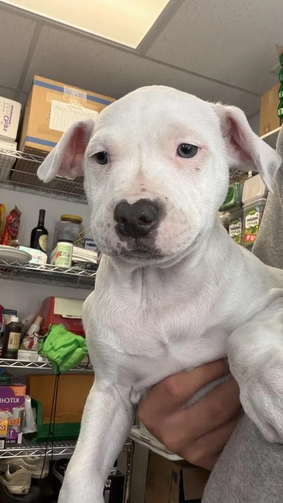 A baby medium-sized male Tricolor (Brown, Black, & White) Pit Bull Terrier dog named Blake for adoption in Ontario, CA