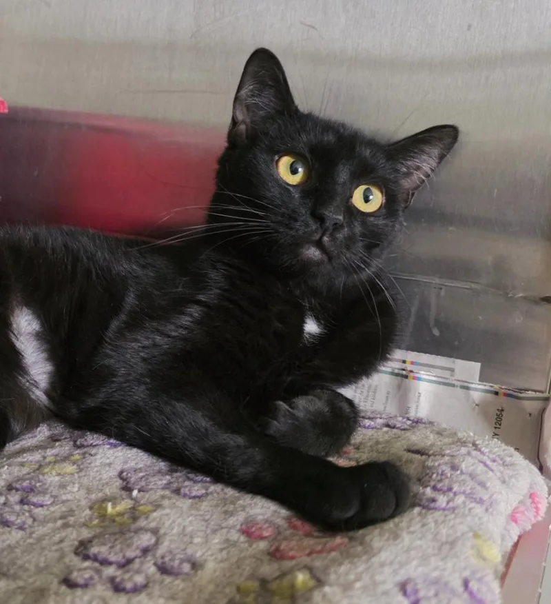 A young medium-sized female Domestic Short Hair cat named Tiffany for adoption in Sprakers, NY