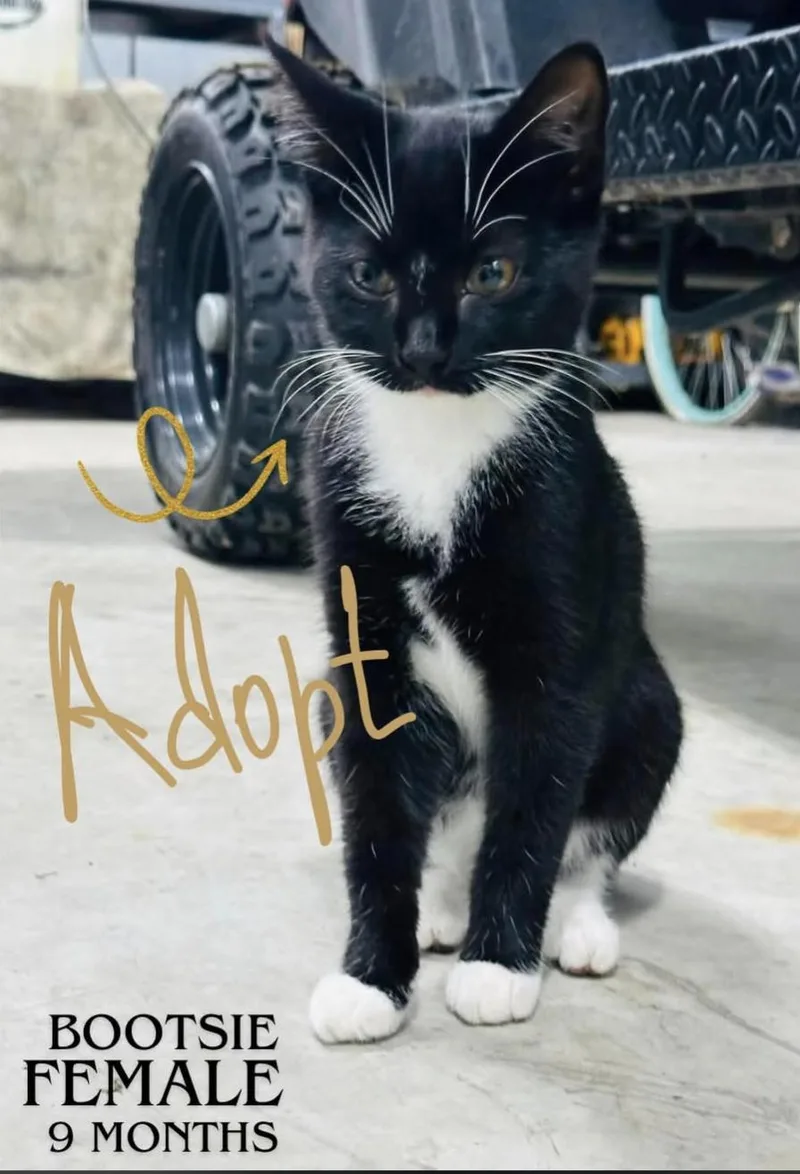 Bootsie