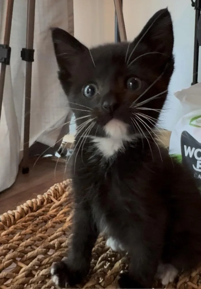 A baby medium-sized male Black & White / Tuxedo Domestic Short Hair cat named Remy for adoption in Dallas, TX