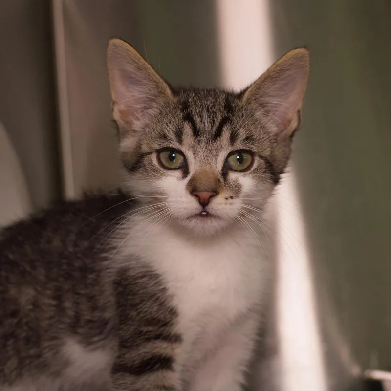 A baby medium-sized male Domestic Short Hair cat named Brazil for adoption in Shoreline, WA
