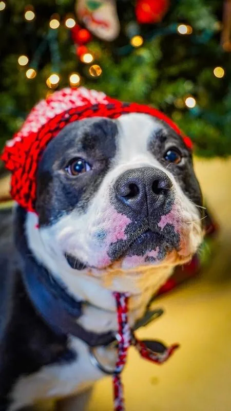 An adult medium-sized male Gray / Blue / Silver Pit Bull Terrier dog named Bubba for adoption in Kenton, OH