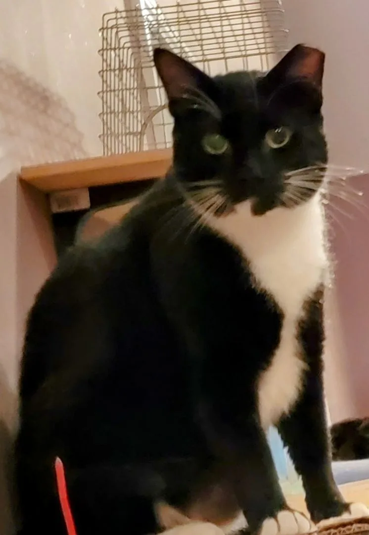 David Crockett thumbnail 2