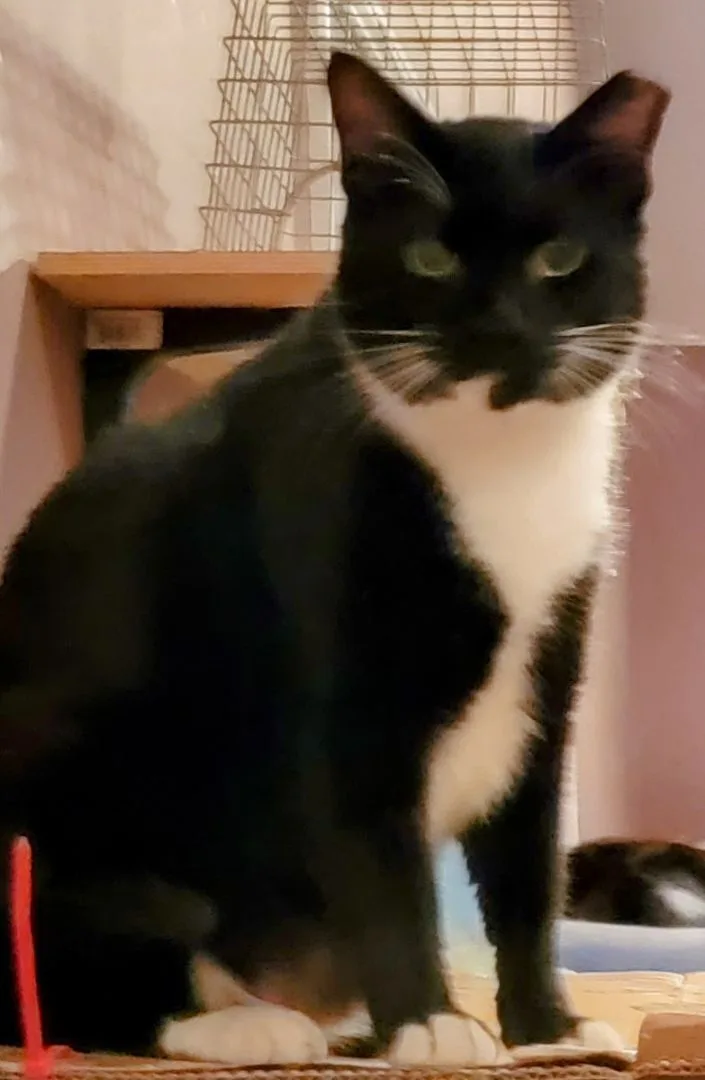 David Crockett thumbnail 3