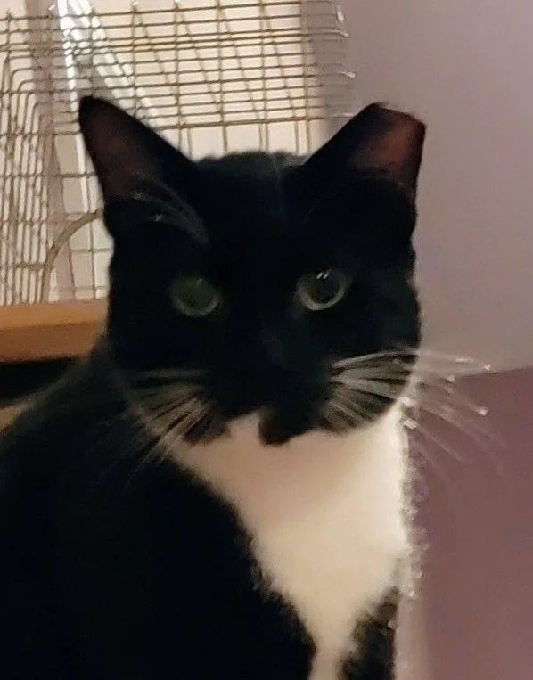 David Crockett thumbnail 4