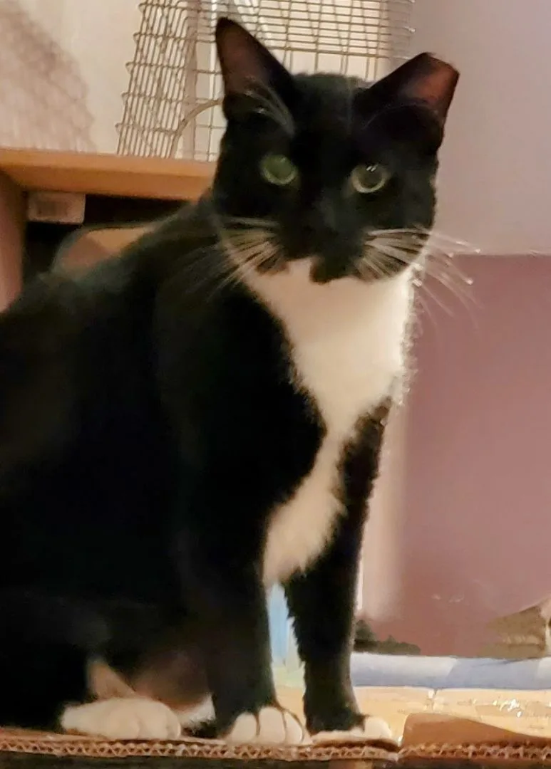 David Crockett thumbnail 5