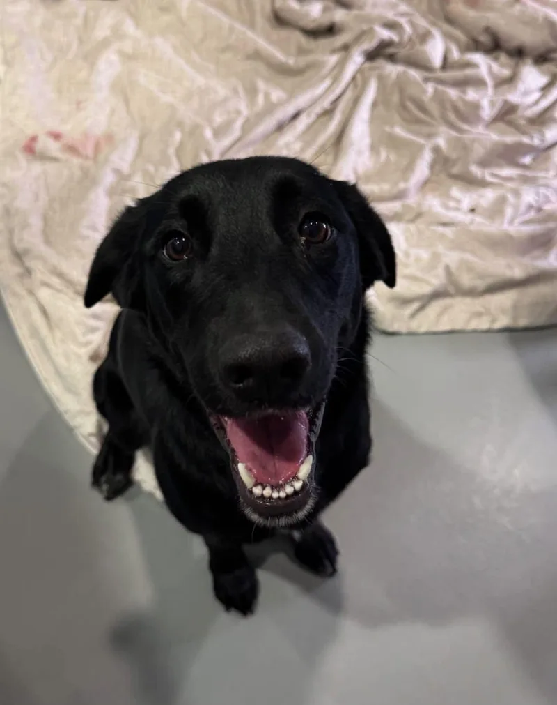 An adult medium-sized female Labrador Retriever dog named Isabelle aka Sadie for adoption in San Diego, CA