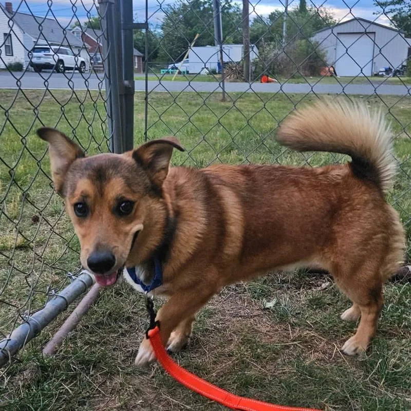 An adult small-sized male Brown / Chocolate Cardigan Welsh Corgi dog named Milton for adoption in Fredericksburg, VA