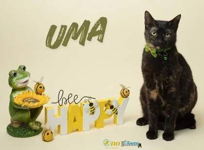A baby small-sized female Domestic Short Hair cat named Uma for adoption in Fairhope, AL