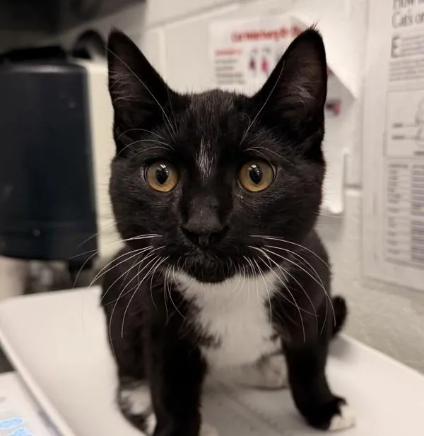 Mr. Midnight