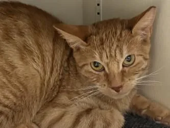 A young small-sized female Domestic Short Hair cat named Nugget for adoption in Golden Valley, MN
