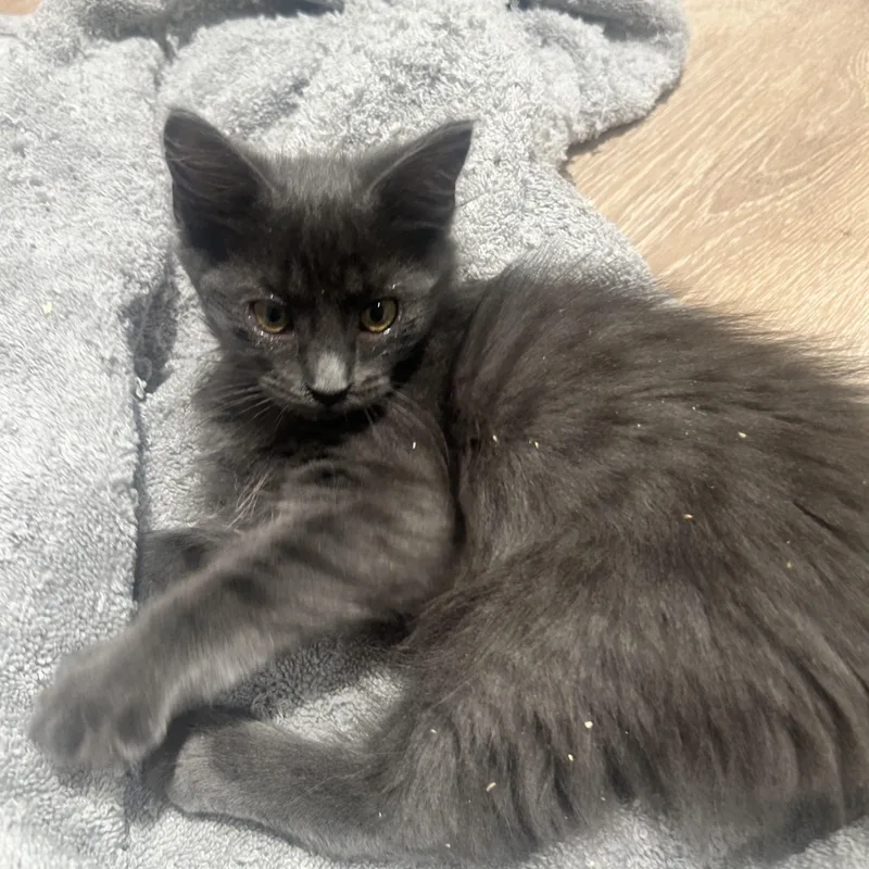 Pierre