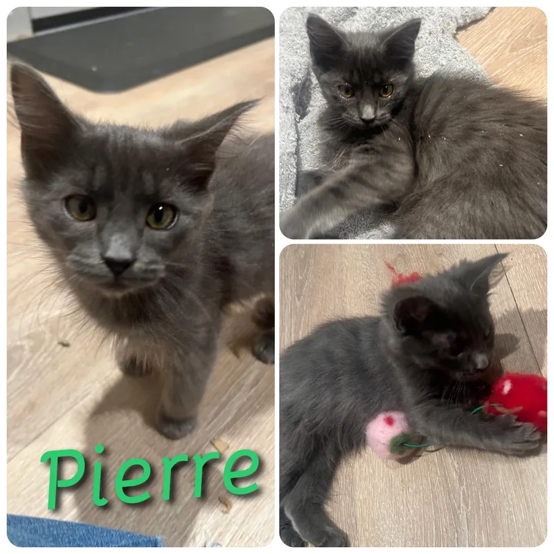 Pierre thumbnail 2