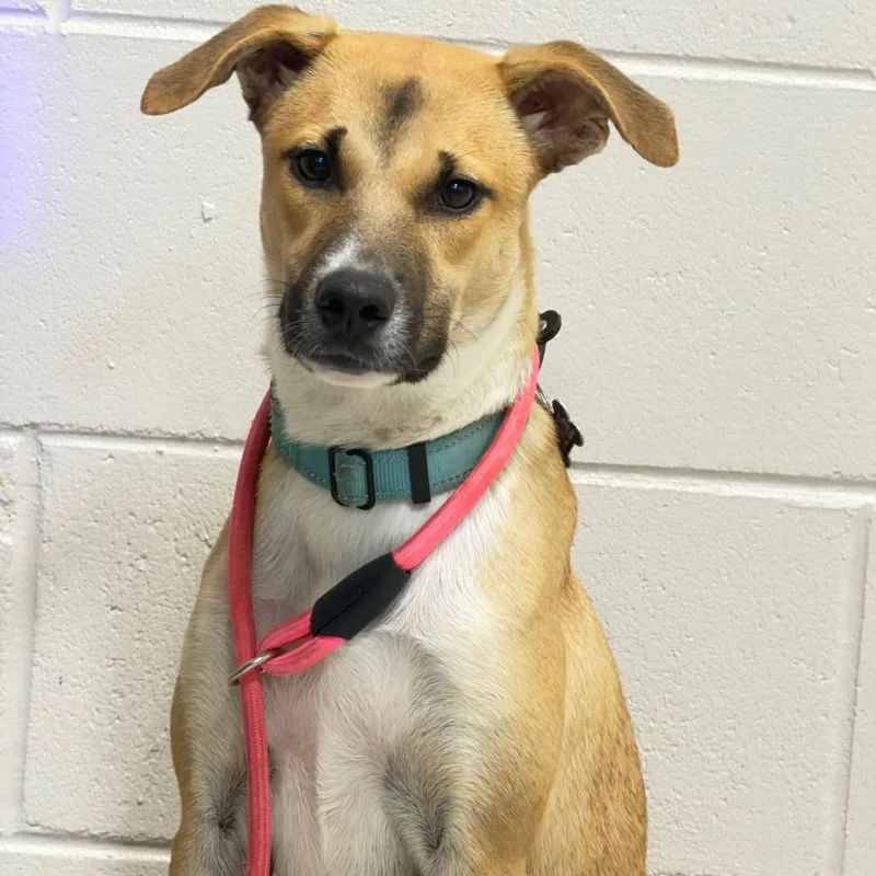 A young medium-sized female Mixed Breed dog named Atenas for adoption in Englewood, FL