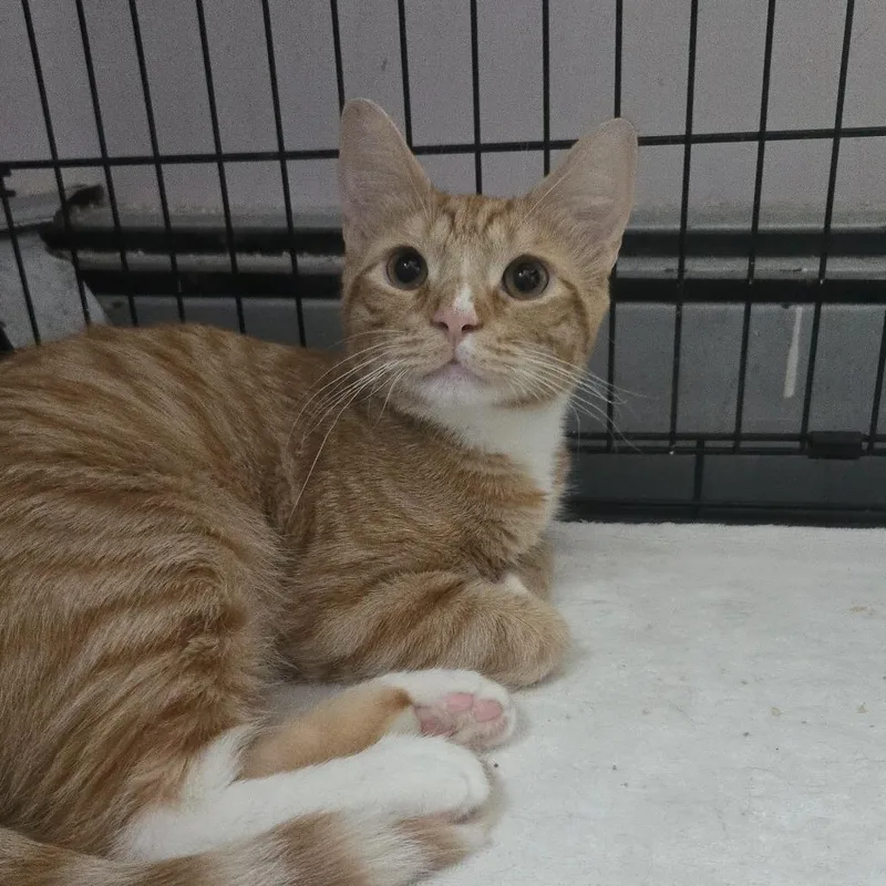 An adult small-sized male Orange / Red Domestic Short Hair cat named Helmet for adoption in Salisbury, MA