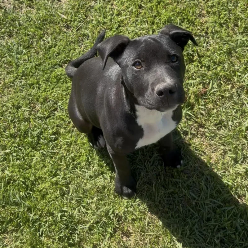 A baby medium-sized female Black Labrador Retriever dog named Nita for adoption in Queen City, TX