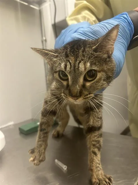A young medium-sized female Domestic Short Hair cat named Usagi for adoption in Kent, WA
