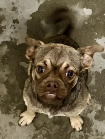 A young small-sized female Mixed Breed dog named Mar for adoption in Los Angeles, CA