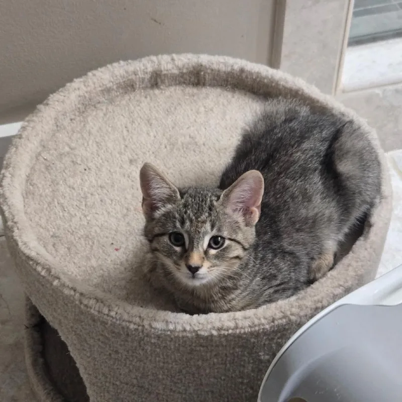 Earl Gray thumbnail 2