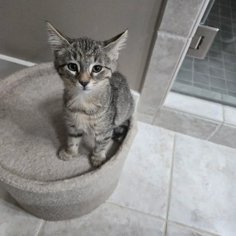 Earl Gray thumbnail 3