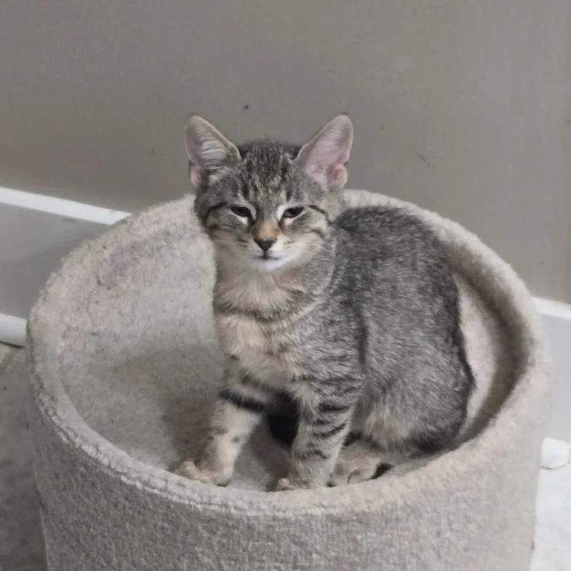 Earl Gray thumbnail 4