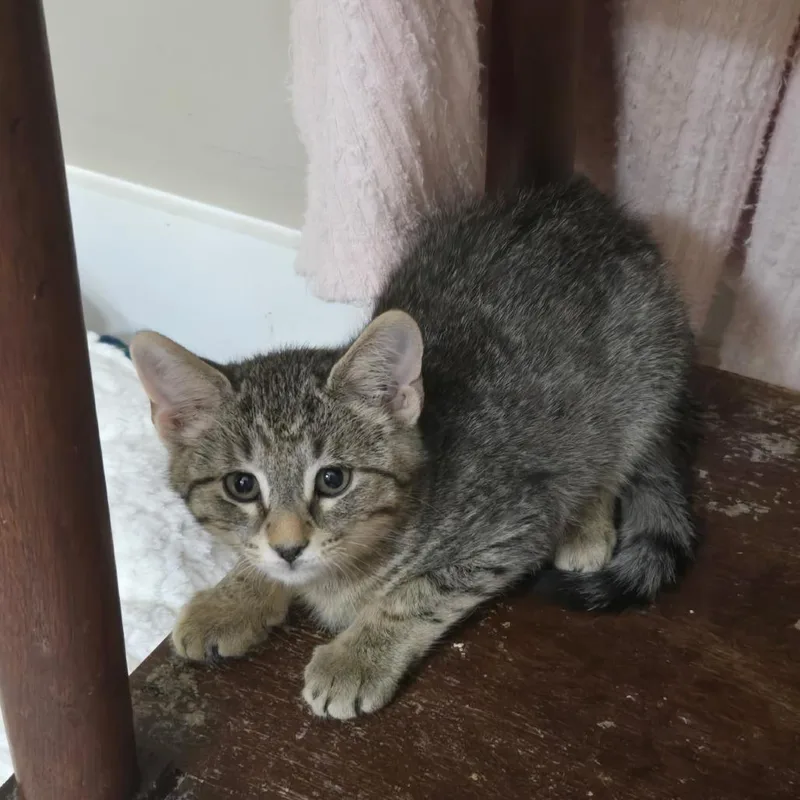 Earl Gray thumbnail 5