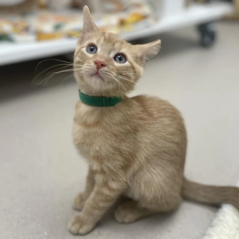 A baby small-sized male Domestic Short Hair cat named Corndog for adoption in Champaign, IL