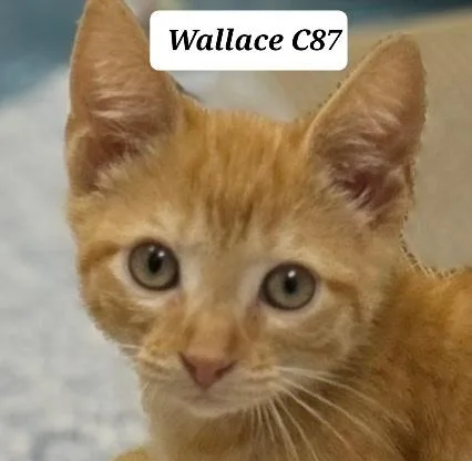 Wallace