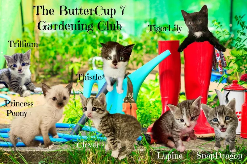 An adult medium-sized female Black & White / Tuxedo Domestic Short Hair cat named Buttercup for adoption in Culpeper, VA
