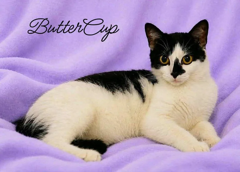 Buttercup thumbnail 2