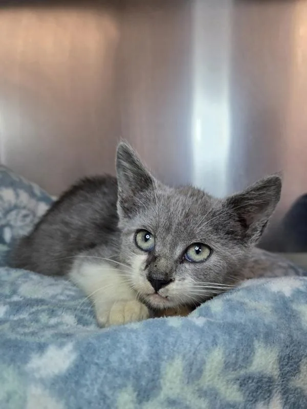 A baby small-sized female Domestic Short Hair cat named Peony for adoption in Millersville, MD
