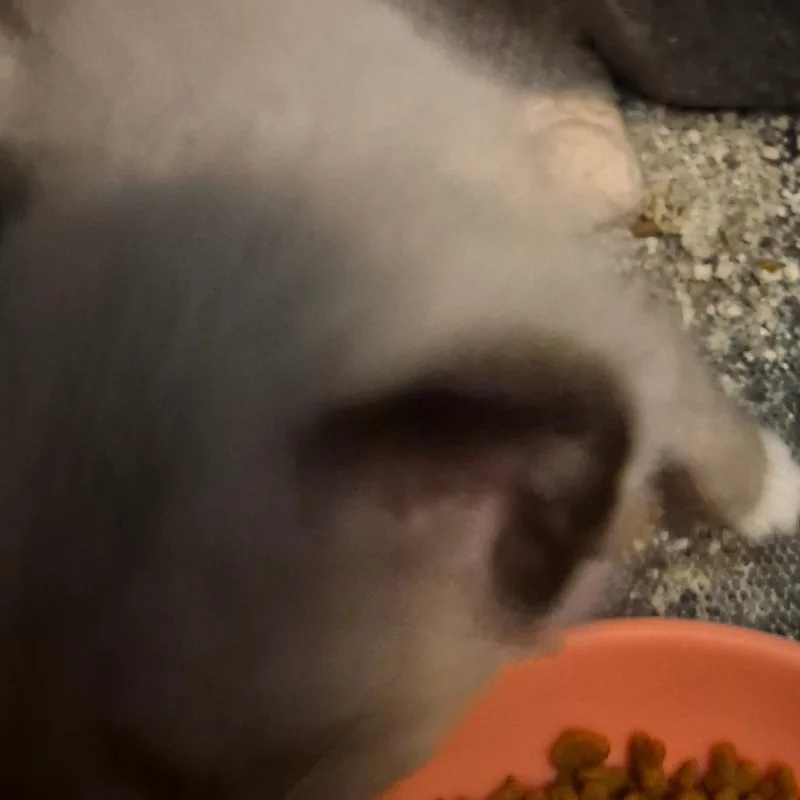 A baby small-sized male Brown / Chocolate Snowshoe cat named Americano for adoption in Grantsville, UT